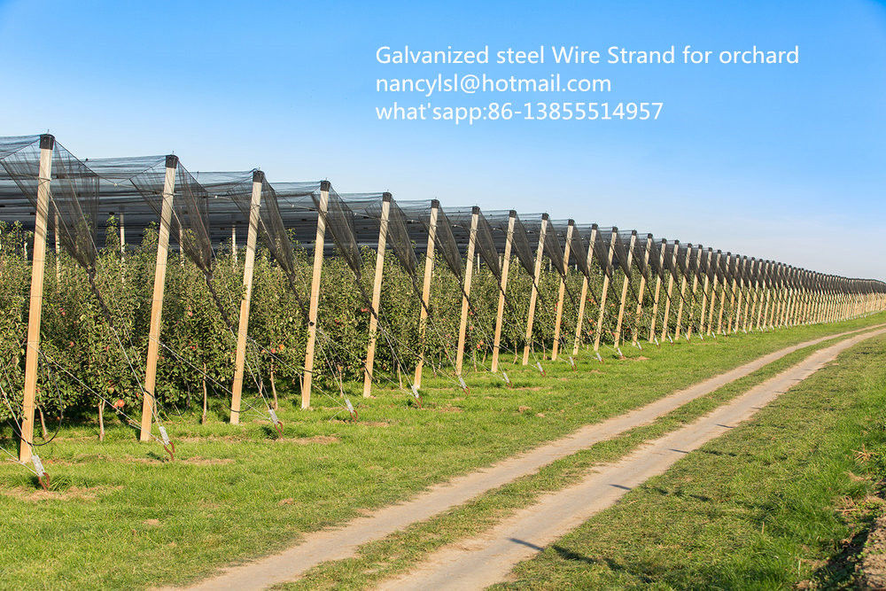 ISO Galvanized Steel Strand For Orchard , Galvanized Steel Cable Packed On Reel
